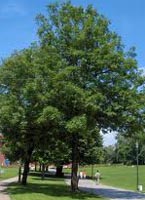 Fraxinus Excelsior - Ash Fraxinus Excelsior - Ash
